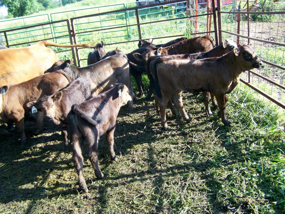 Faces of Agriculture Austin Black Missouri Cattle Producer