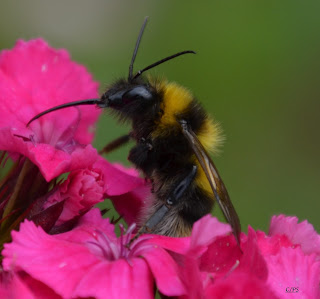 Hummel, bumblebee, hommel, grerëz, bumbar, humlebi, kimalainen Insekten, insekte, insektet, intsektuak, insekti, Насекоми, insekter, insects, Putukad, Hyönteiset, insectes, έντομα, serangga, feithidí, skordýr, insetti,