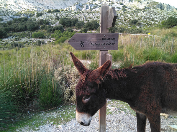 burros mallorca