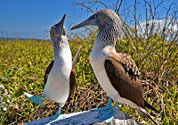 Blue Footed Boobies engaged in a mating dance