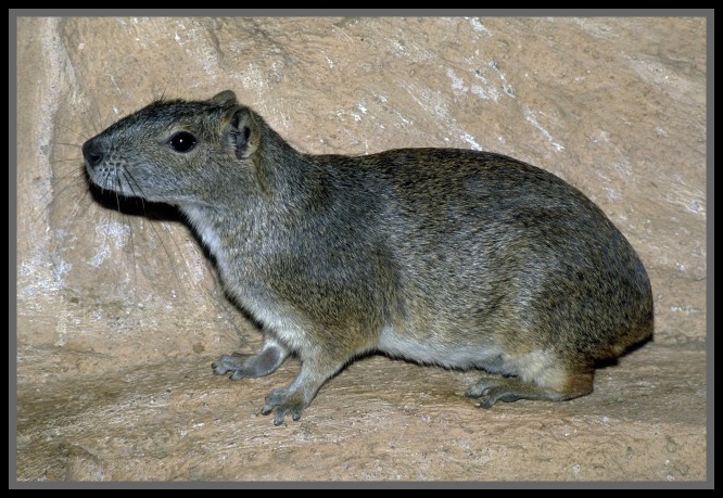 Самый крупный грызун в мире. Питомец мокко. Агути грызун. Питомец мокко. Kerodon rupestris.