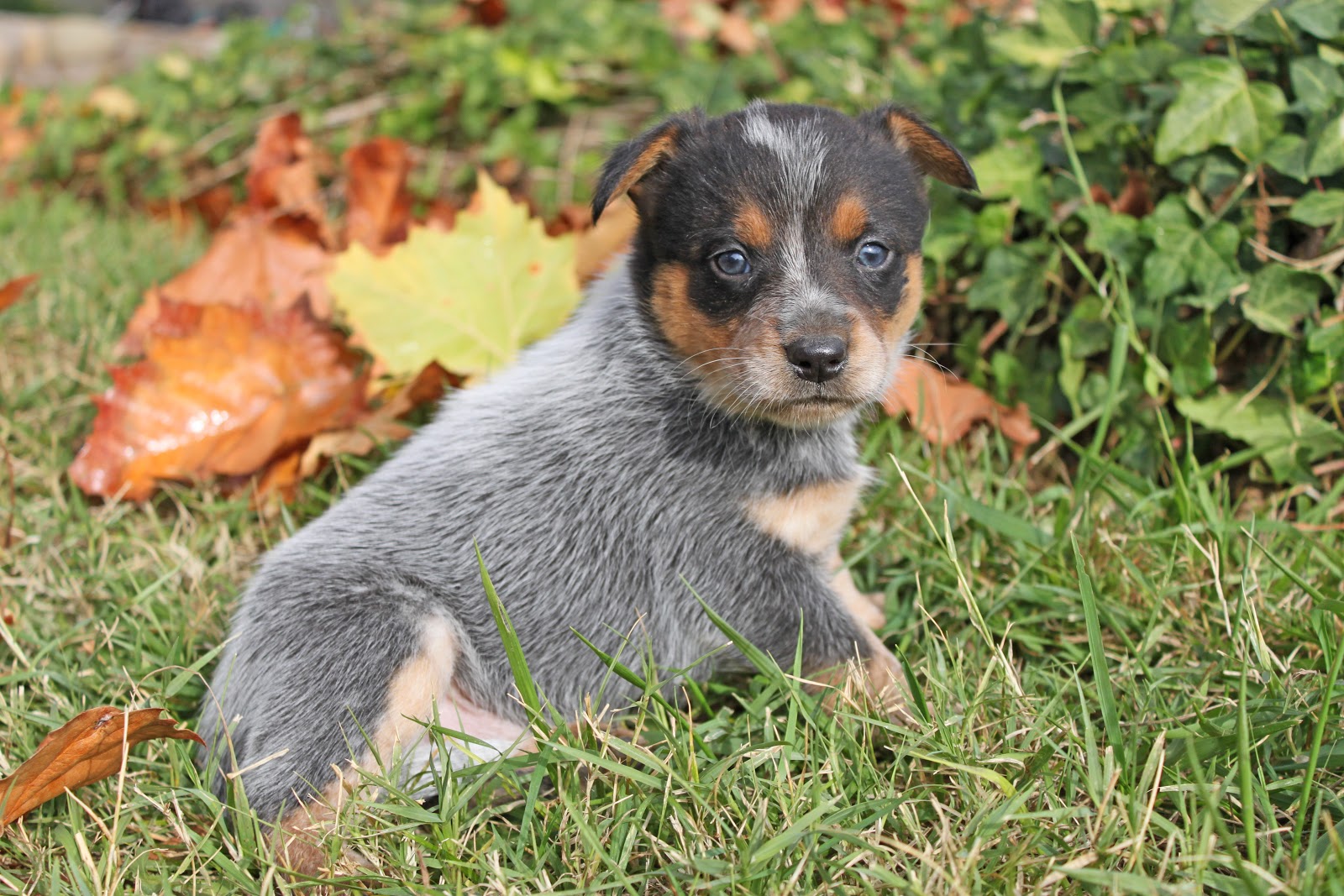 Queensland Heeler Puppy Dogs For Sale in Ventura County, Southern