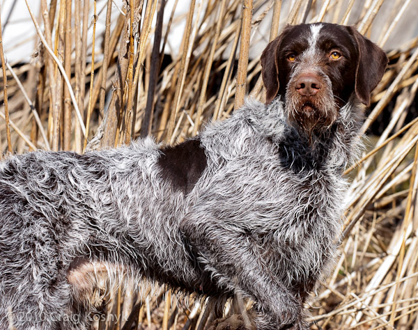HOT Short Hair Bird Dog Bird Hunting Dog Breeds Pheasant Dogs