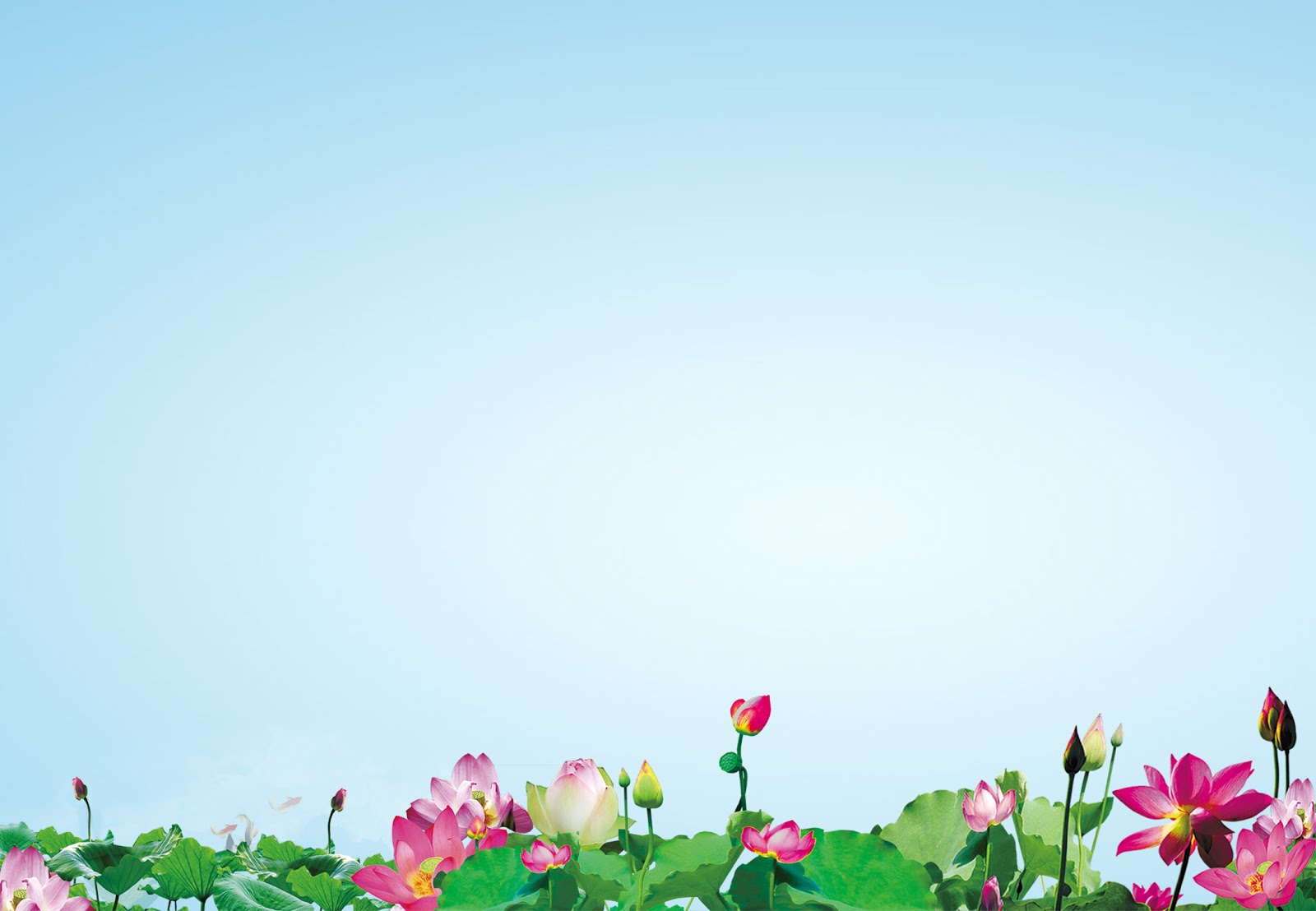 Phông nền hoa sen (Lotus background design): Một phông nền hoa sen sẽ mang đến cho bạn một cảm giác yên bình và hoà quyện với thiên nhiên. Những đường nét của hoa sen sẽ tạo nên một màu sắc đa dạng và hấp dẫn.