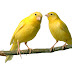 [PUISI ANAK] FLY, CANARY, FLY!