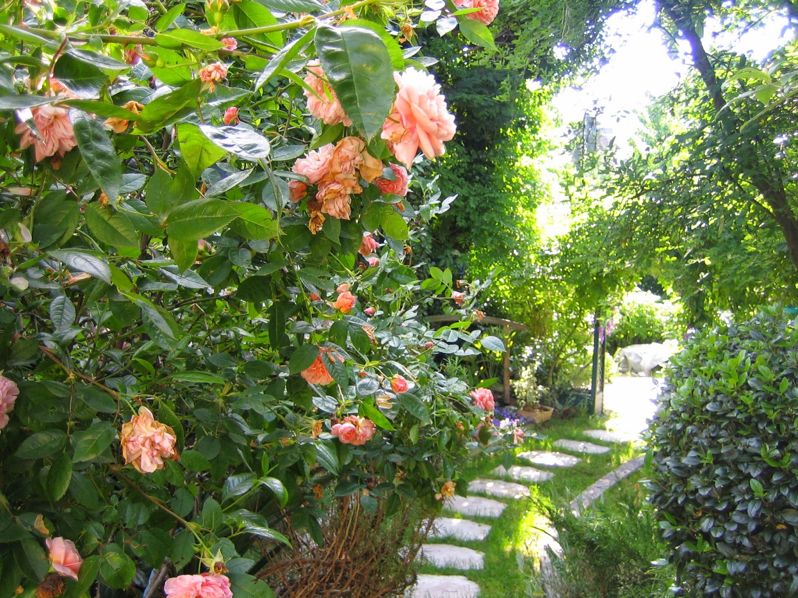 Réveries , Nostalgie: Mon petit jardin