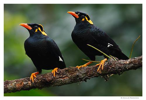 Daftar Harga Burung Beo Agustus 2019 Update Burung Babe