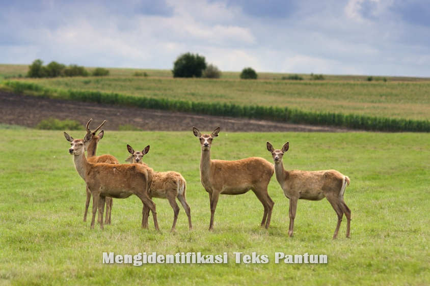 Pengertian Mengidentifikasi Teks Pantun Materi Pelajar