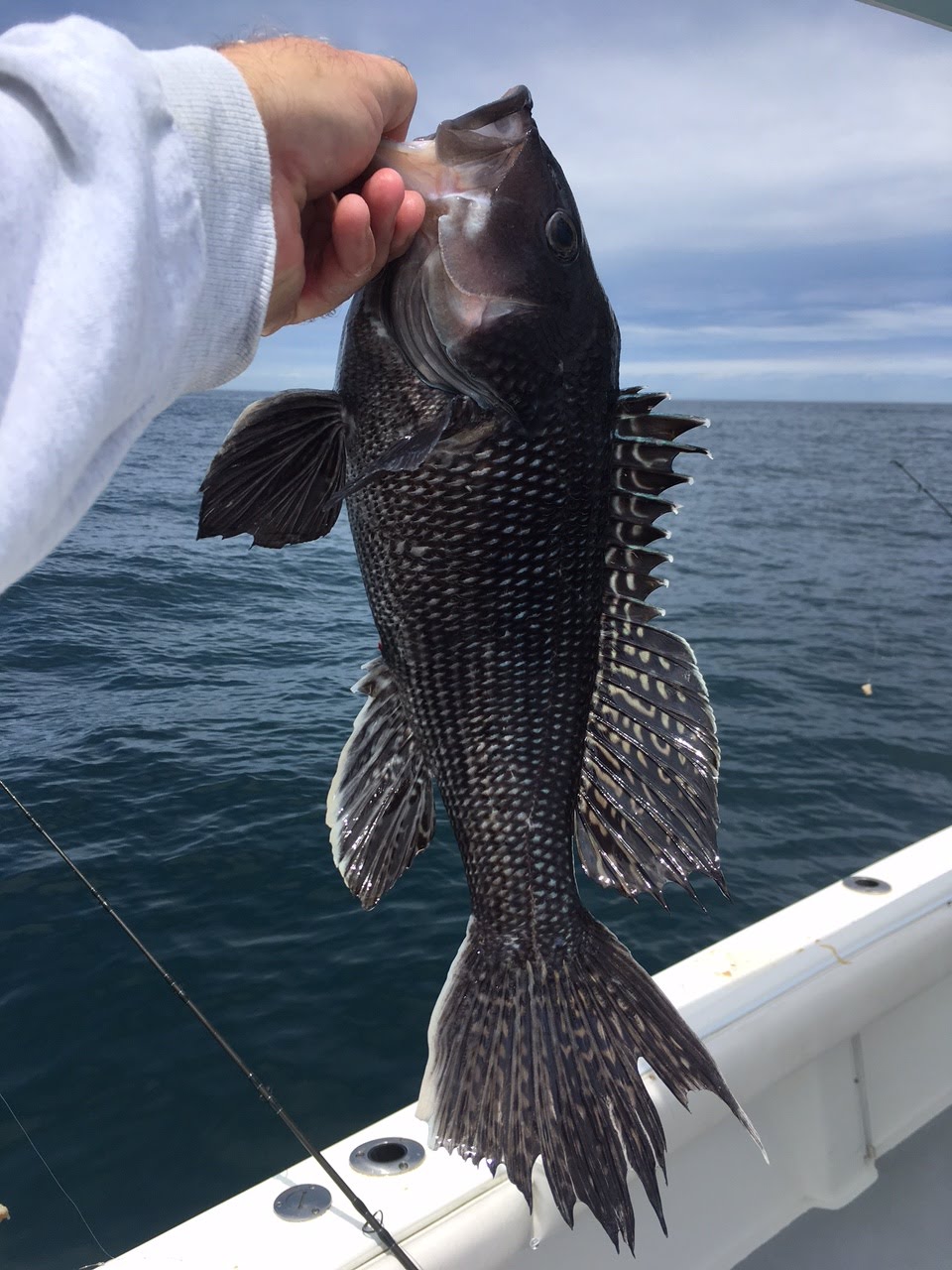 Jersey Cape Guide Service Sea Bass Limit