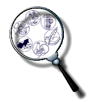 INS La Llauna: Projecte de Recerca 4t d'ESO