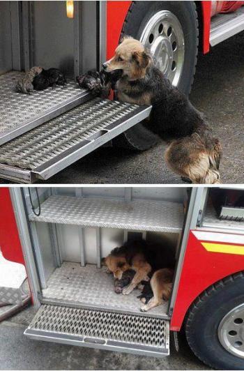 Perrita Heroe  salva cachorros incendio Temuco Chile  ShurKonrad