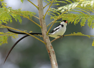 Pin-Tailed Whydah