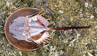 Ketam tapak kuda (Tachypleus gigas)