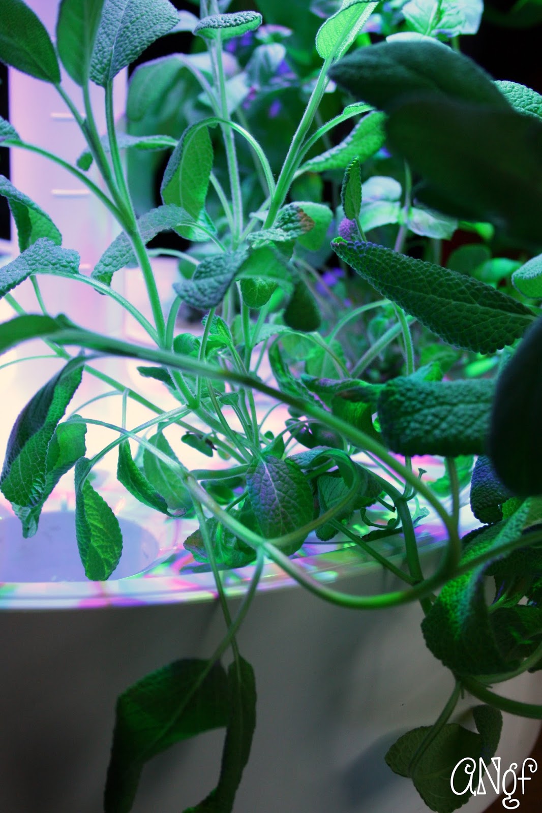 Anyonita Nibbles GlutenFree Recipes How to Make Rubbed Sage with a