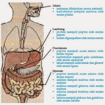 Proses penyerapan air dan garam mineral pada proses pencernaan manusia terjadi pada organ