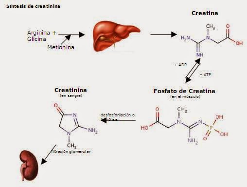crealina como se usa