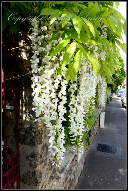White wisteria glycine Versailles Porchefontaine
