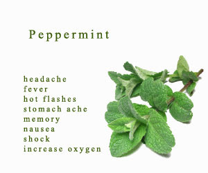 peppermint medicinal uses