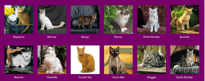 7 Langkah Mudah Merawat Kucing di Rumah