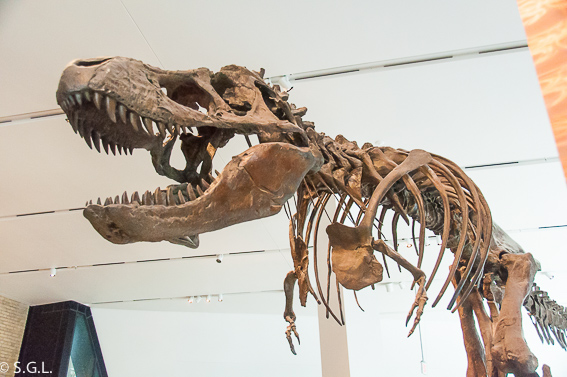 Tyrannosaurus rex en Royal Ontario Museum ROM Toronto