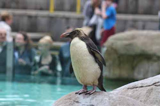 Ricky The Rockhopper Penguin.