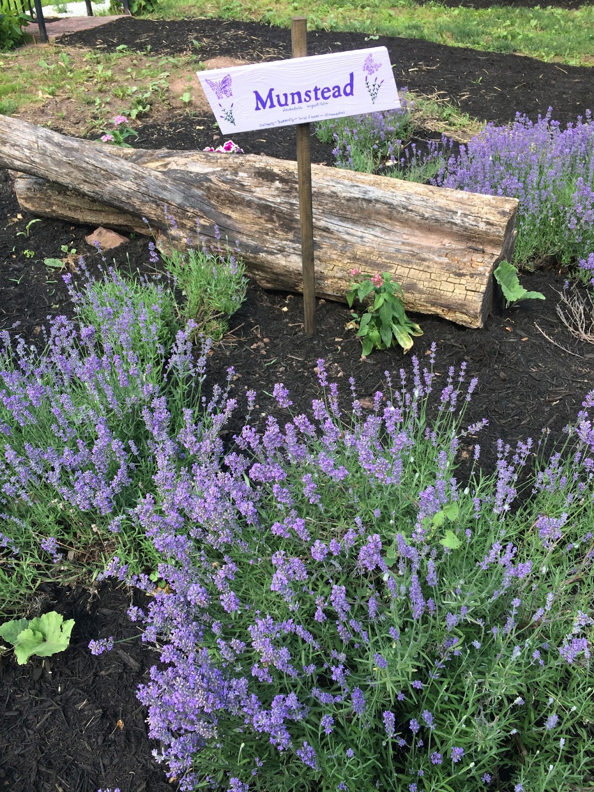 Rosemary's Sampler Castle Creek Lavender Thyme Faire