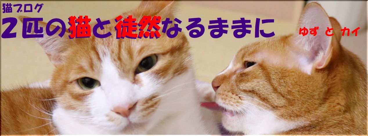 猫ブログ　二匹の猫と徒然なるままに　ゆずとカイ