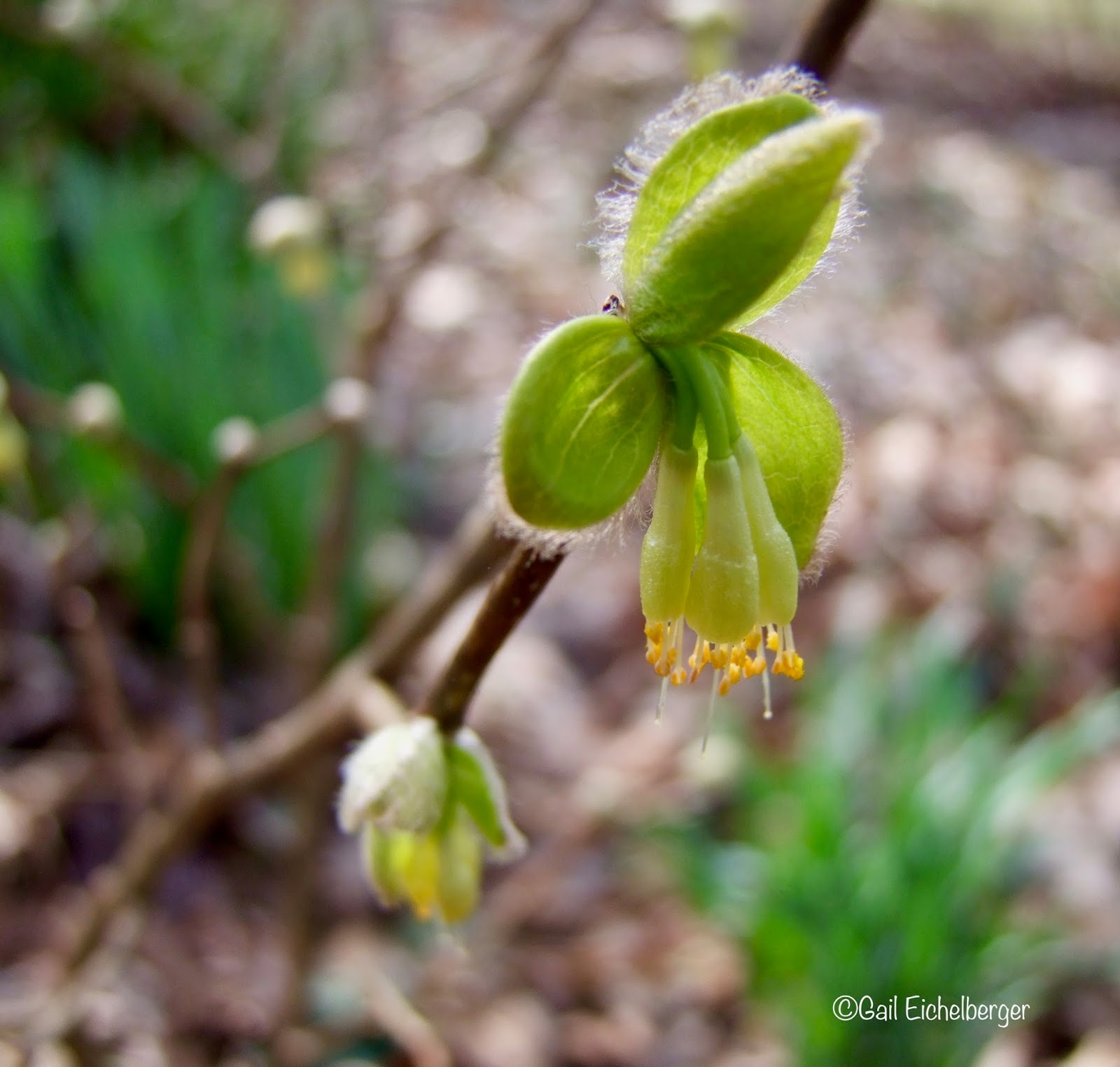 Centenary College Arboretum Lindera Benzoin