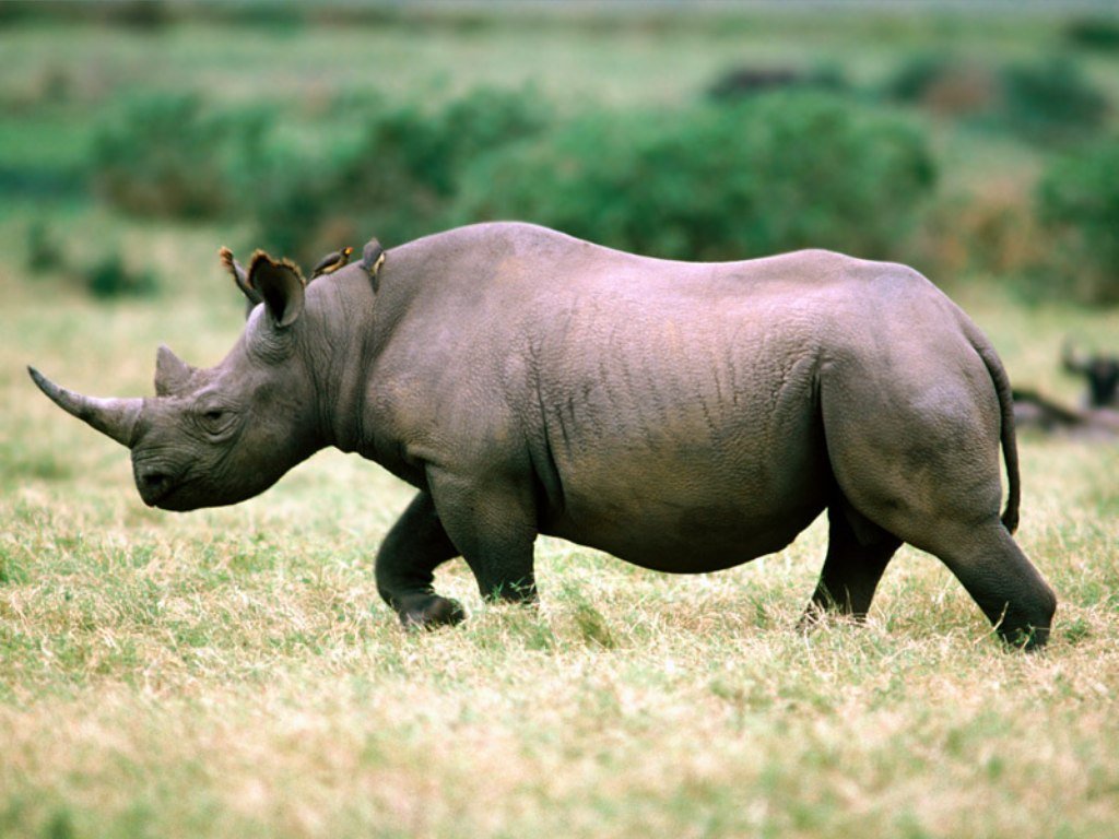 download rhinoceros 5 download rhinoceros 5