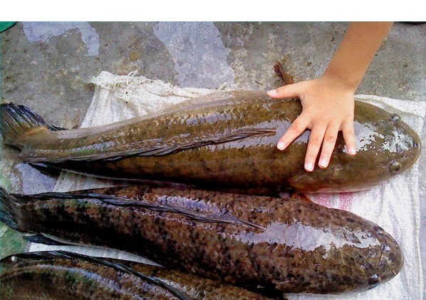 TamZar12: Jenis-Jenis Ikan Air Tawar