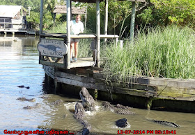 American Alligators North Myrtle Beach Live Feeding