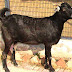 Jakharana Goat Charactetistics & Farming Information