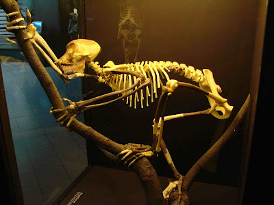 Proconsul_skeleton_reconstitution_%2528University_of_Zurich%2529.JPG