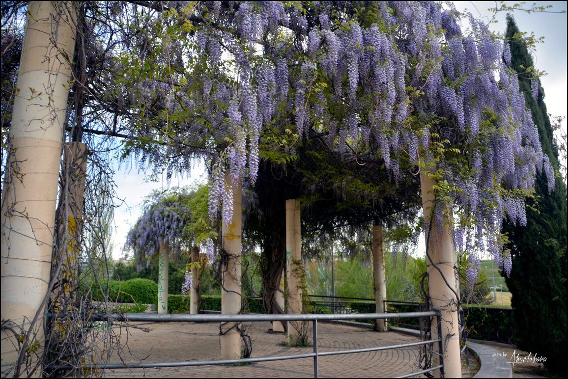 El jardín olvidado de Federico García Lorca. Abuelohara