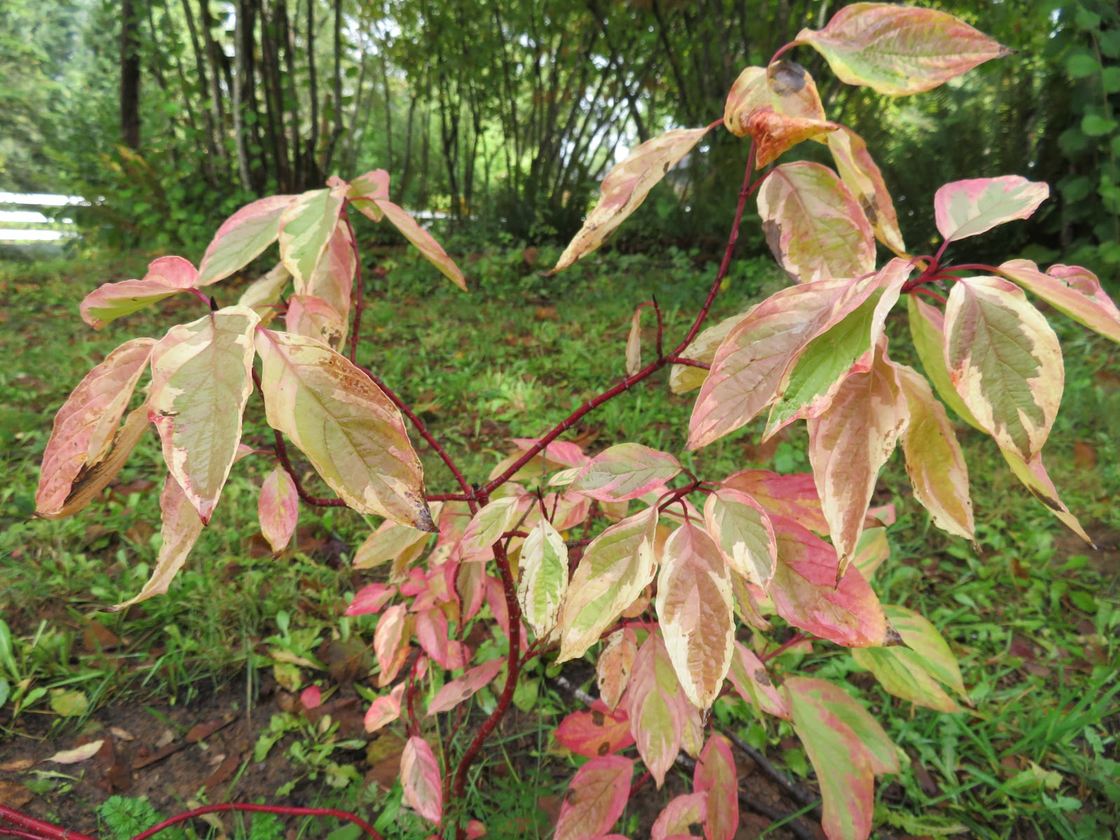 Plant Inventory At 20 Timothy Viburnum Prunifolium Blackhaw