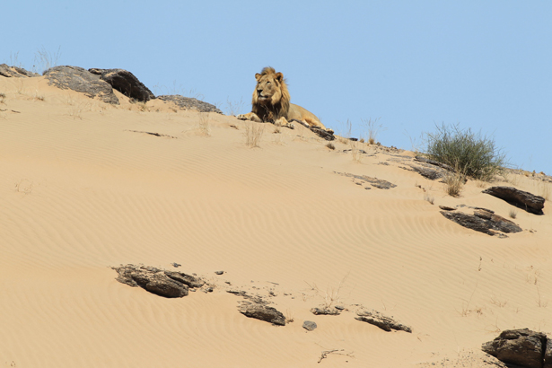 Desert lions Namibia Desert lions Namibia
