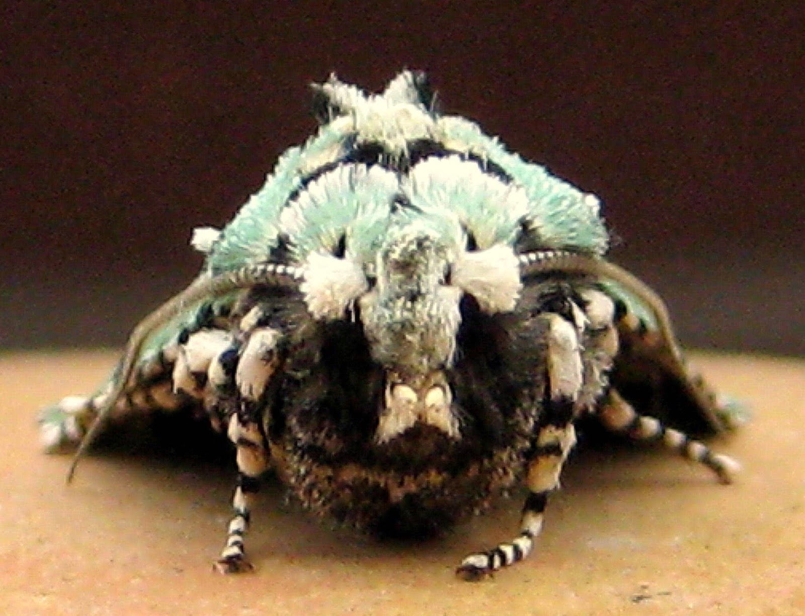 Seed to Feed Me MOTH FACTS