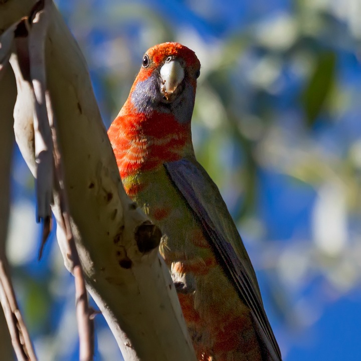 Kay Parkin Birding: Birding in the Adelaide Hills South Australia