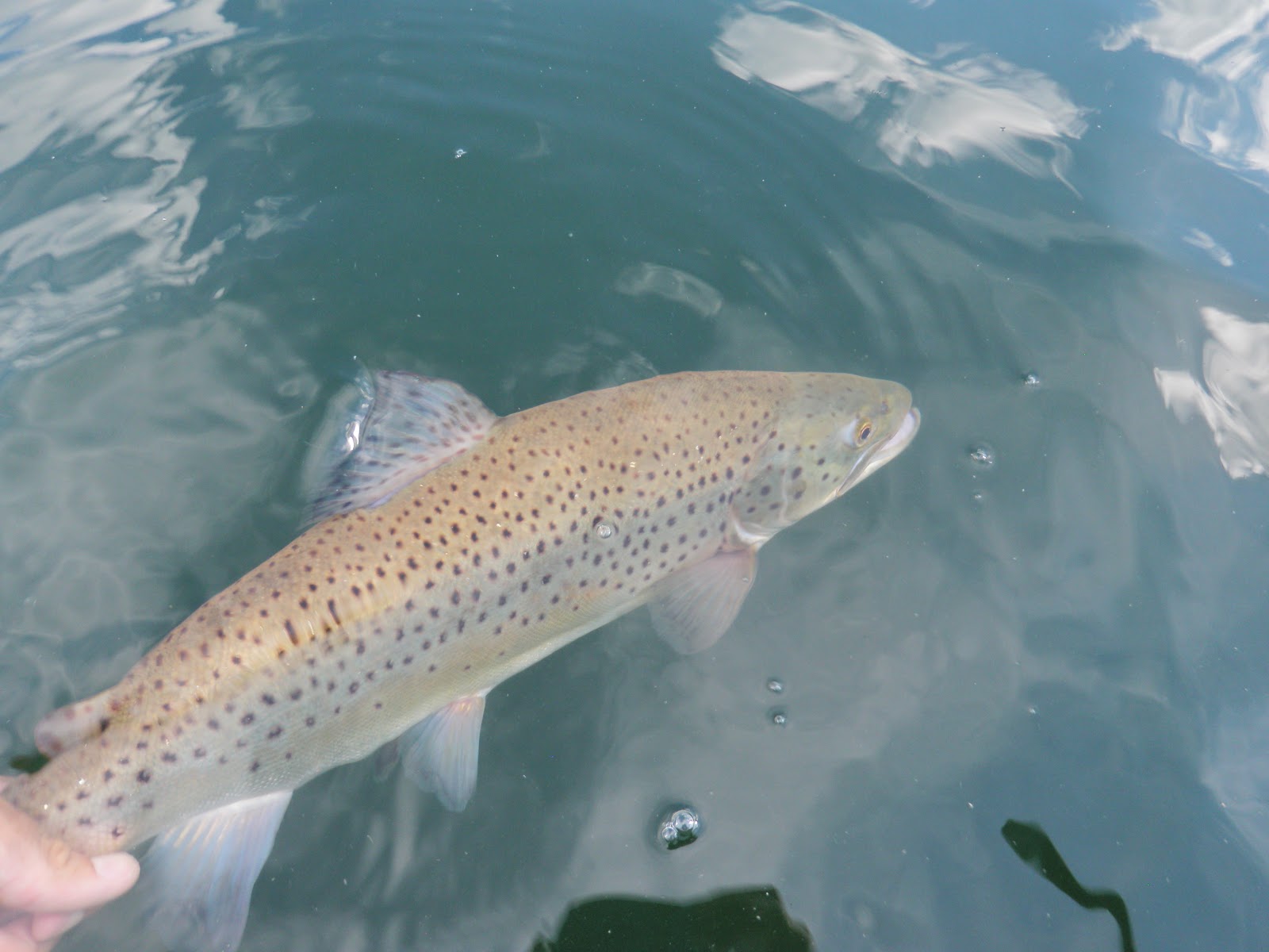 Reservoir Fishing West Branch Catches