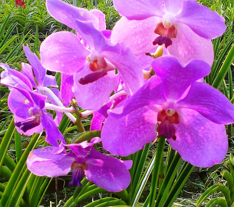 Gambar Bunga Orkid Info Baru!
