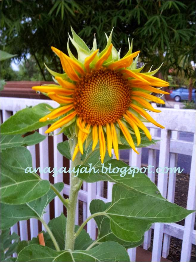 diari kebunna Sunflower generasi ke 2