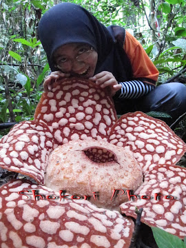 Rafflesia tak boleh dimakan