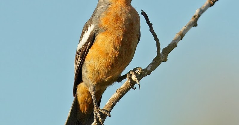 mis fotos de aves Phytotoma rutila Cortarramas Whitetipped Plantcutter