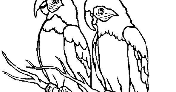 Gambar Mewarnai Burung Kakak Tua - Kumpulan Gambar Menarik