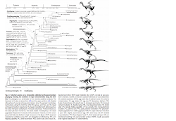 non flying birds list 3