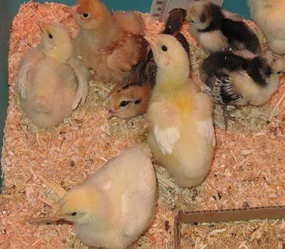 Jenis pakan ayam kampung pedaging menurut umur