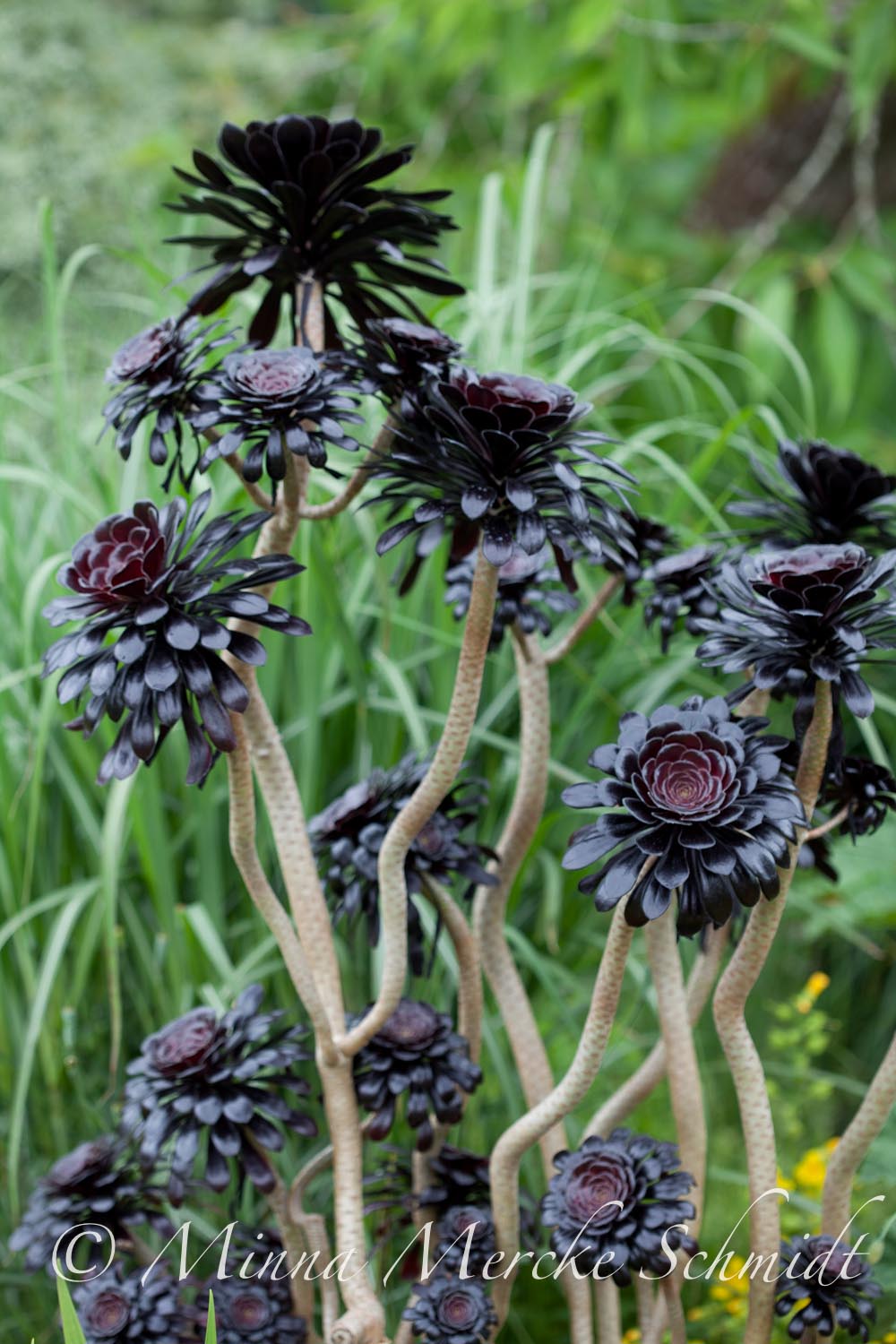 Blomsterverkstad: merriments gardens * pashly manor * sissinghurst
