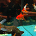 L'élevage du poisson rouge en aquarium : Tout ce qu'il faut savoir