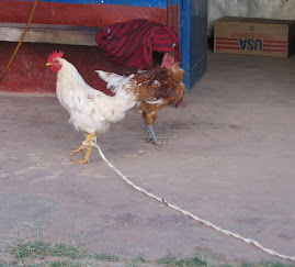 Chicken on a Leash