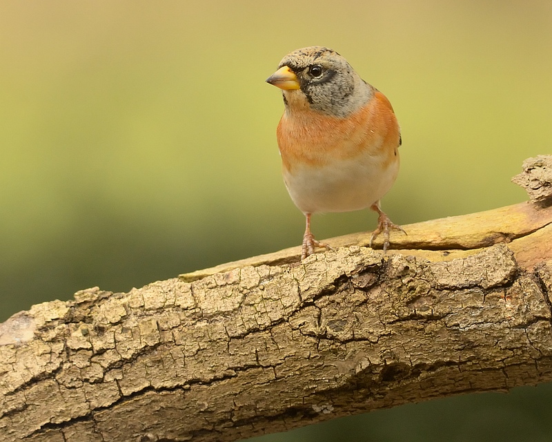 Arné Roest Natuurfotografie: maart 2013